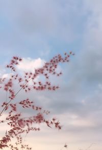 Low angle view of flowers against sky