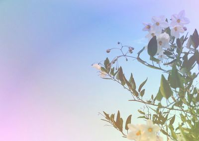 Low angle view of flowers growing on tree against sky during sunset