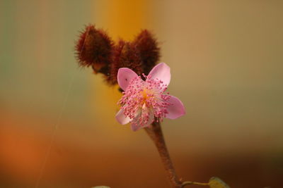 Close-up of pink flowering plant