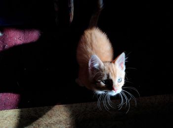 Close-up portrait of a cat