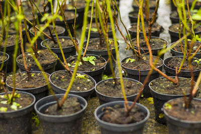 Close-up of plants in greenhouse