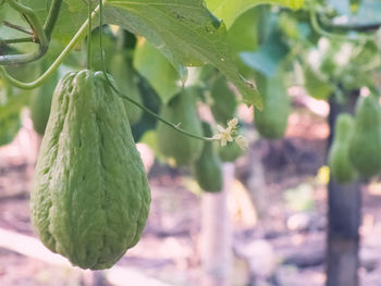 Close-up of plant