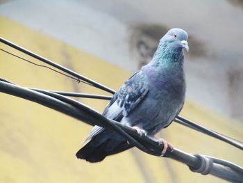 Close-up of pigeon perching on railing