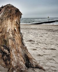 Driftwood on beach