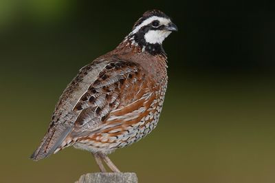 Close-up of northern bobwhite perching on wooden post