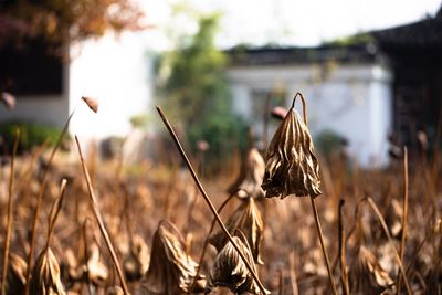 Close-up of wilted flower on field