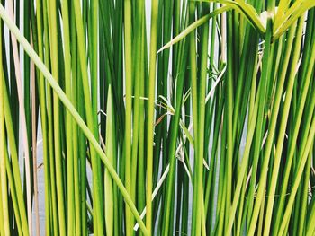 Full frame shot of bamboo plants