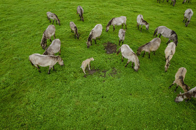 White mustangs grazing grass on the farmland. group of animals on pasture. endangered wild horse