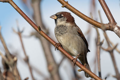 Portrait of a house sparrow  perching on a branch.