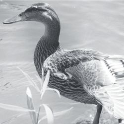 Close-up of duck swimming in lake