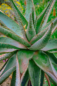 Close-up of succulent plant