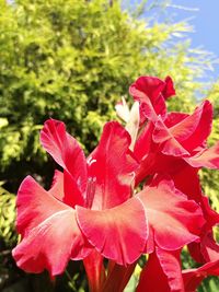 Close-up of red flowering plant