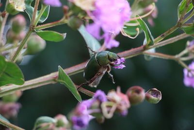I am so hungry. a green drone beetle on the crape myrtle