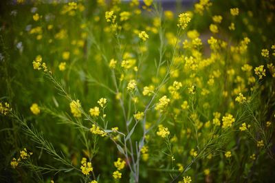 Close-up of flowers growing in field