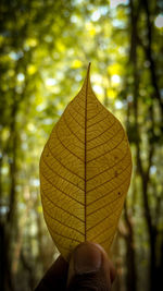 Close-up of hand holding maple leaf