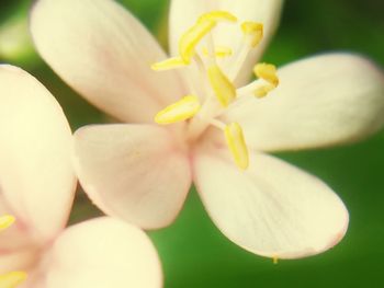 Close-up of flower blooming outdoors