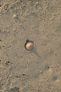 Close-up of snail on sand