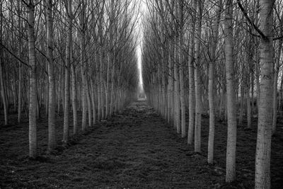 View of trees in forest