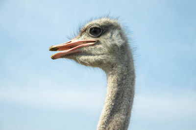 Close-up of a ostrich against blue sky