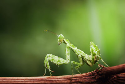 Side view of green mantis on twig isolated on nature background
