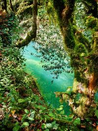 High angle view of trees by lake in forest