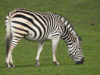 Zebra in a safari park