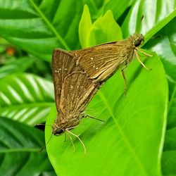 Close-up of butterfly perching on leaf