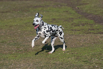 Dog running on grassy field