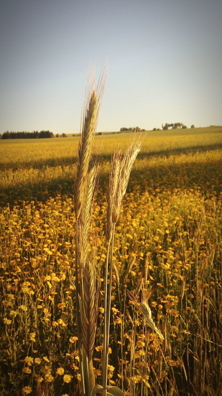 field, growth, rural scene, agriculture, nature, crop, plant, clear sky, beauty in nature, landscape, tranquility, tranquil scene, flower, farm, grass, stem, cereal plant, scenics, wheat, freshness