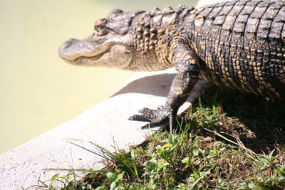 Close-up of alligator 