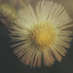 Close-up of flowers