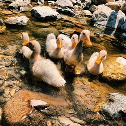 High angle view of birds in lake