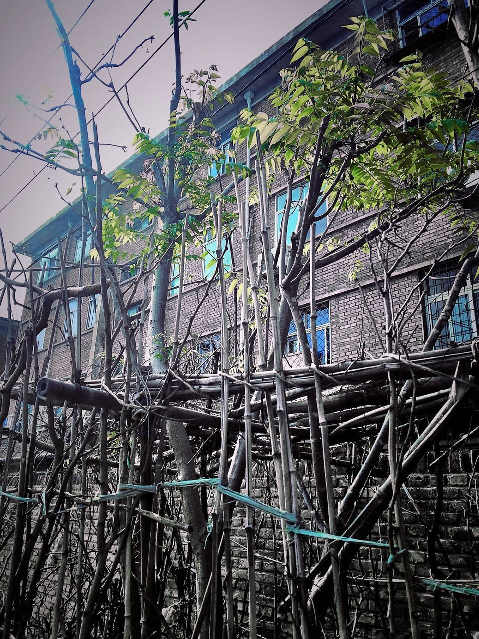 low angle view, built structure, architecture, tree, metal, growth, connection, building exterior, outdoors, no people, blue, sky, day, metallic, complexity, clear sky, plant, pattern, nature, ferris wheel