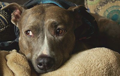 Close-up portrait of dog