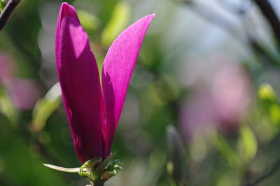 Close-up of pink flowering plant