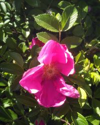 Close-up of pink rose flower