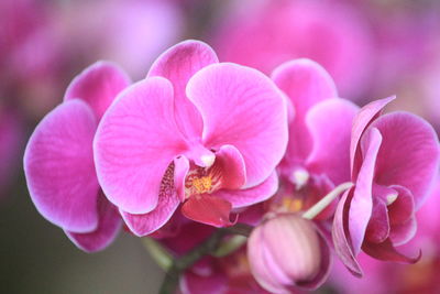 Phalaenopsis