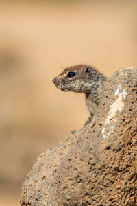 Close-up of a lizard on rock