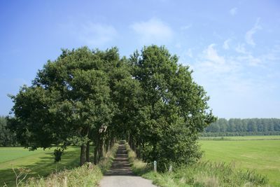 Trees on field against sky