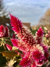 Close-up of pink flowers blooming against sky