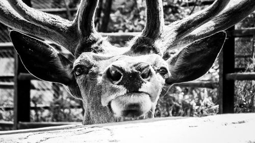 Close-up portrait of deer