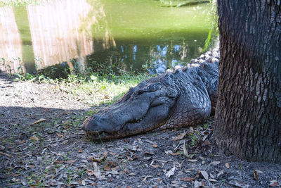 View of a turtle on tree trunk by lake