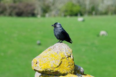 Close-up of bird perching on a plant