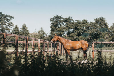 Horse standing by trees against clear sky