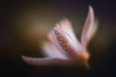 Close-up of purple flower against black background