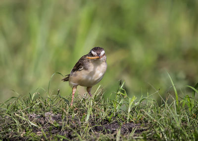 Close-up of bird perching on a field