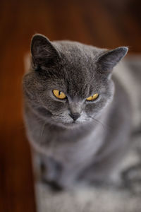 Close-up portrait of a cat