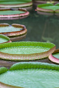 Close-up of green leaves 