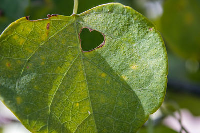 Close-up of green leaf