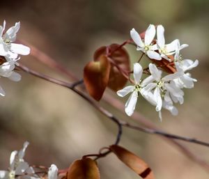 Close-up of white cherry blossom